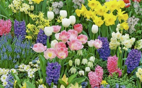 Blumenziebel-Pflanzaktion am 31. Oktober 2026