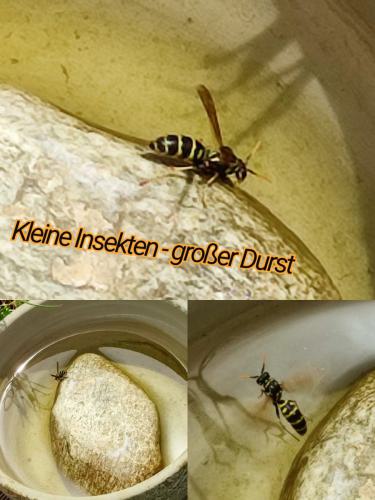 Kleine Insekten, großer Durst